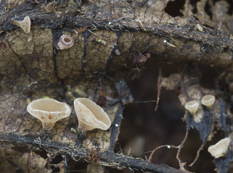 Rutstroemia conformata